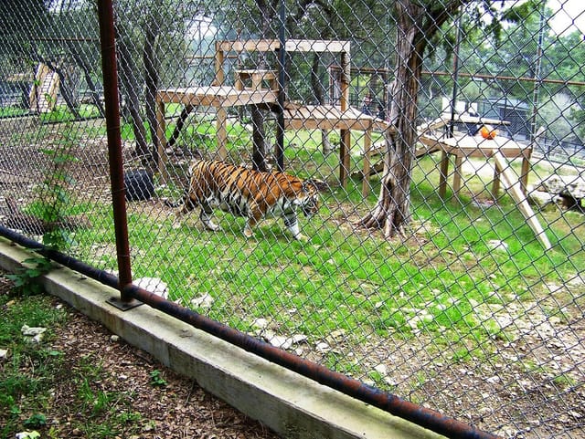 Austin Zoo - All You Need to Know ...