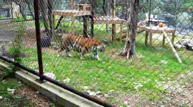 Primate Pavilion