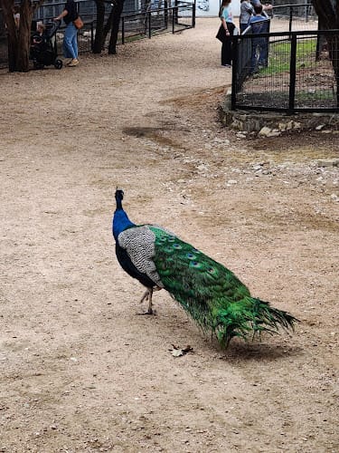 Peacock at Austin Zoo Gala Event