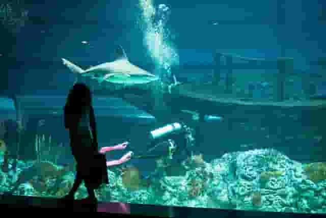 H-E-B Caribbean Shark Exhibit