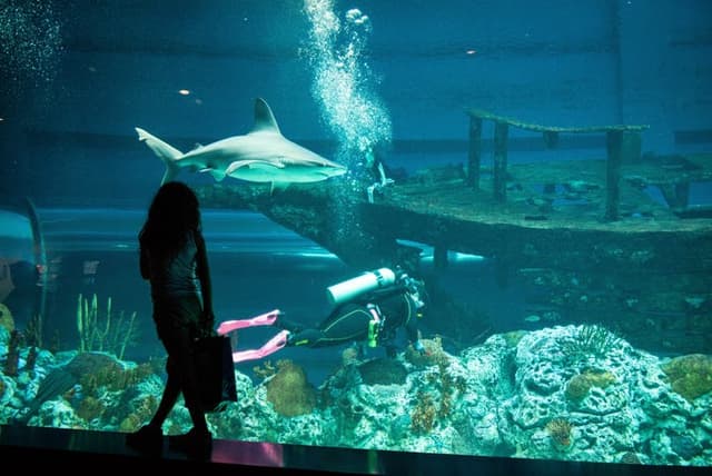 H-E-B Caribbean Shark Exhibit