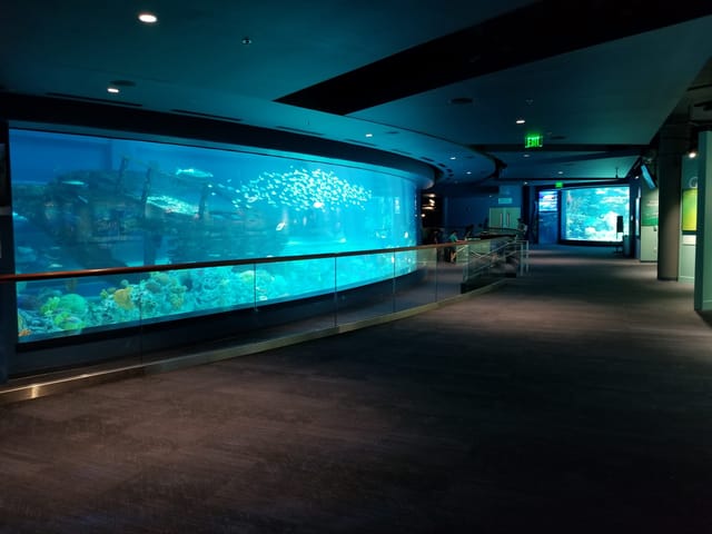 HEB Caribbean Shark Venue- Texas State ...