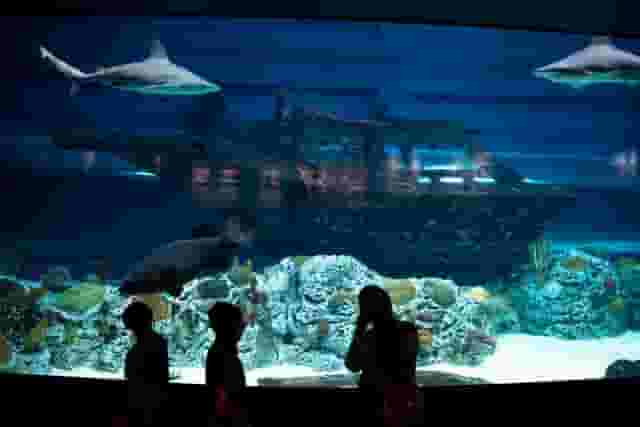H-E-B Caribbean Shark Exhibit
