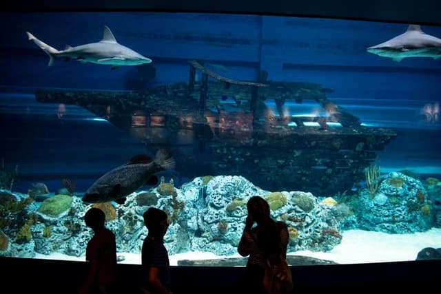 H-E-B Caribbean Shark Exhibit