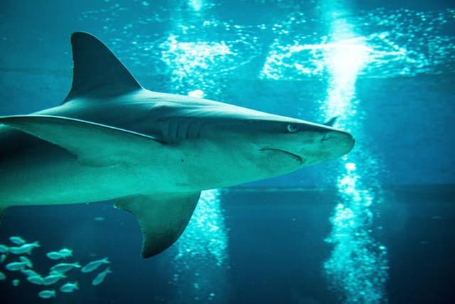 H-E-B Caribbean Shark Exhibit
