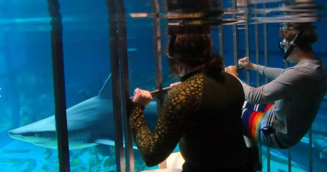 Gulf of Mexico Experience