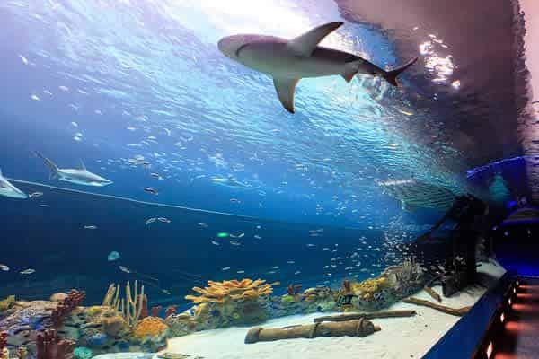 Gulf of Mexico Experience