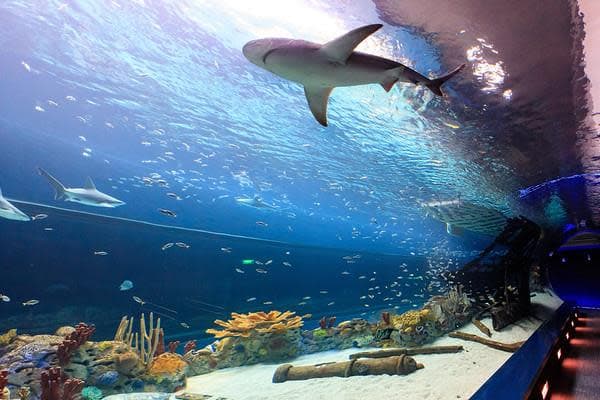 Gulf of Mexico Experience