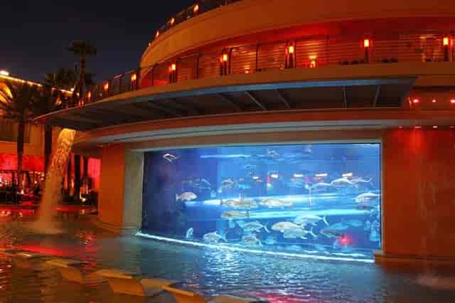 Golden Nugget Las Vegas poolside event, aquarium, Vegas pool party