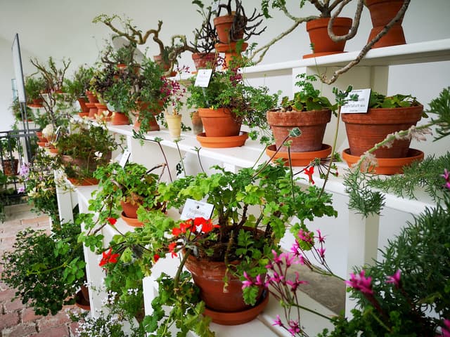 Geranium House