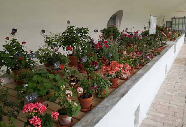 Geranium House