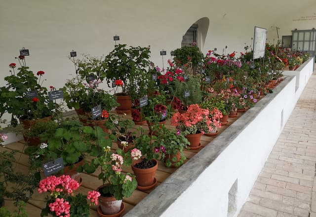 Geranium House