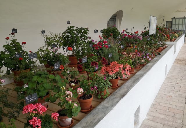 Fascination pelargoniums. Shapes ...