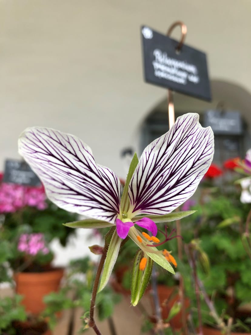 Fascination pelargoniums. Shapes ...