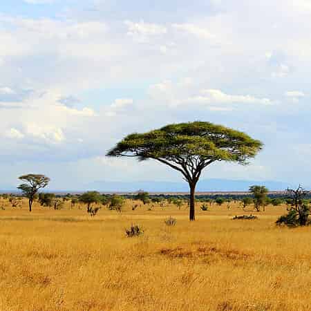 Afrika-Anlage