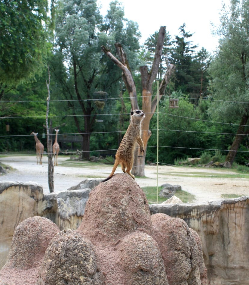 Afrika-Anlage at Tierpark Hellabrunn: scenic lookout for venue hire and corporate event planning.