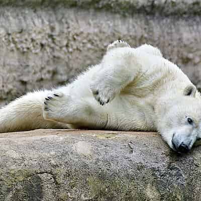 Polar World