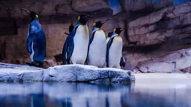 Polar World
