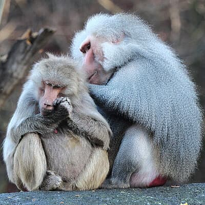 Africa zone