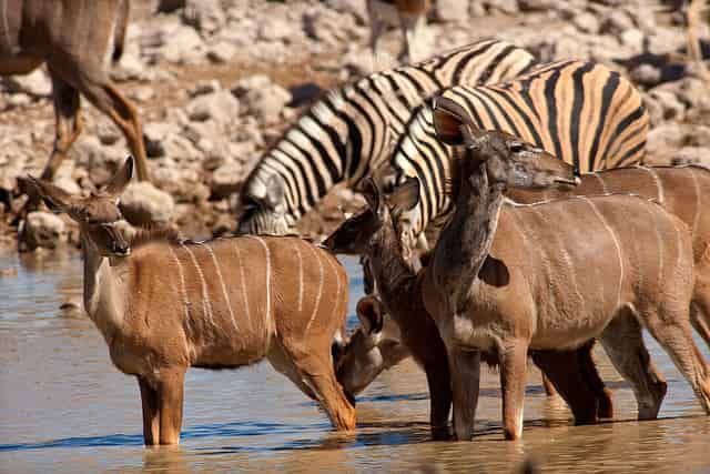 Africa zone