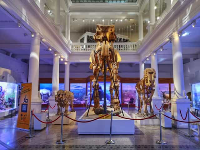 Exhibition Halls at Grigore Antipa Museum: Theatrical event space for unique venue hire.