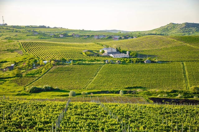 Crama Cotnari vineyard, luxury corporate retreat venue for incentive trips and networking events.