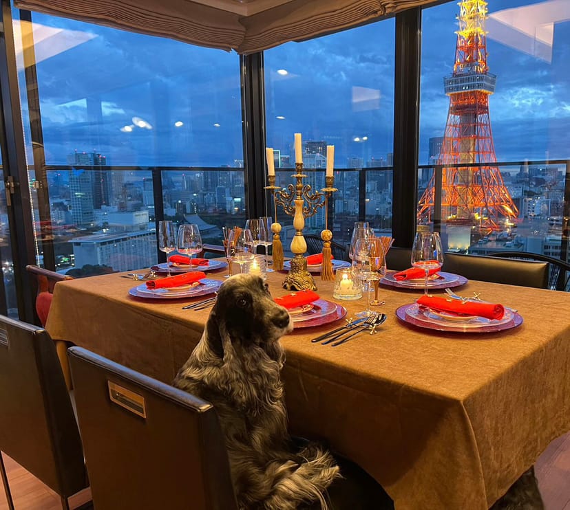 Dog at luxury restaurant table with Tokyo Tower view for romantic anniversary dinner.
