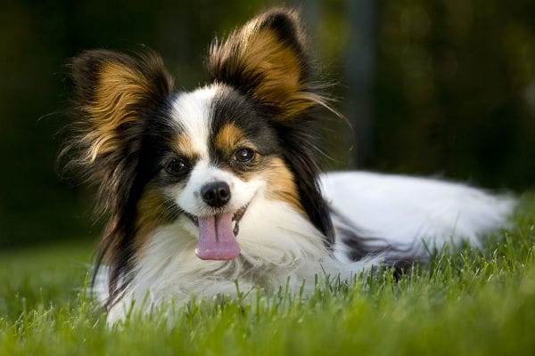 Photogenic dog at Yudi’s in The Papilion for outdoor networking and corporate event pet-friendly.