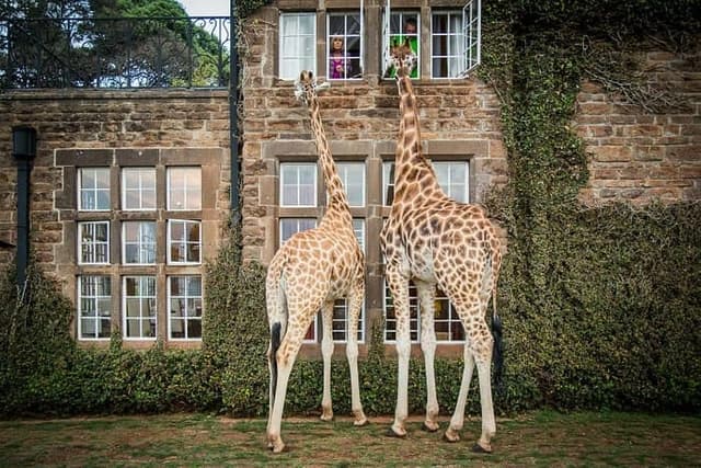 Giraffe Manor