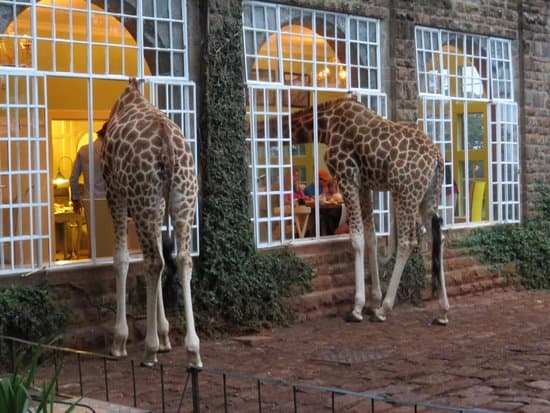 Giraffe Manor