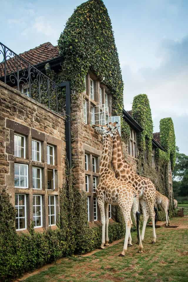 Giraffe Manor