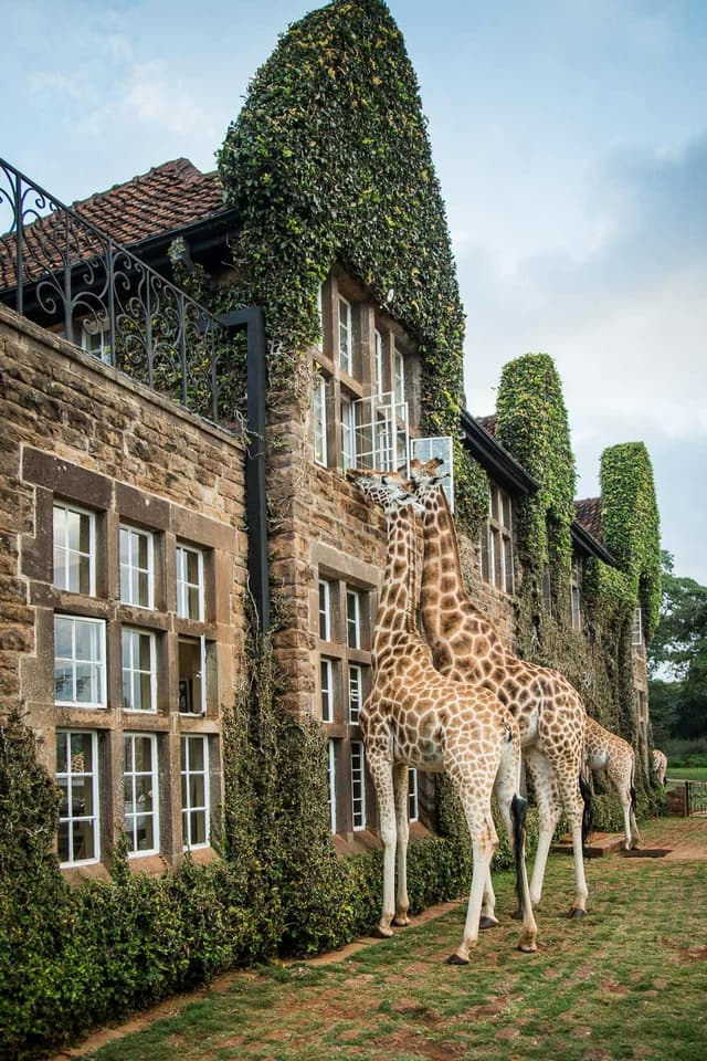 Giraffe Manor