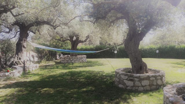 Olive trees at Villa Parco della Vittoria, perfect for wellness retreat or incentive trip.