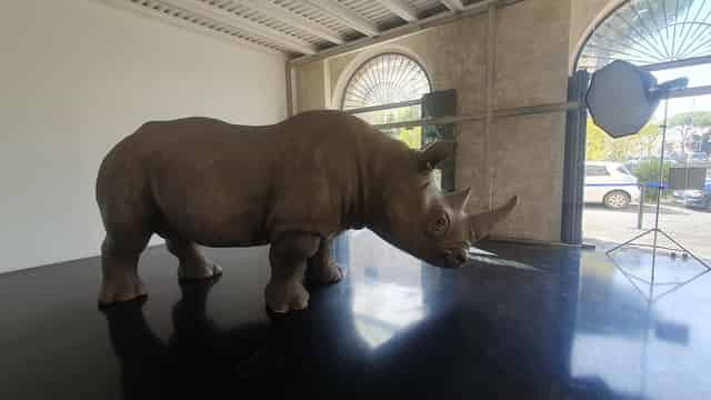 Rhinoceros Rooftop