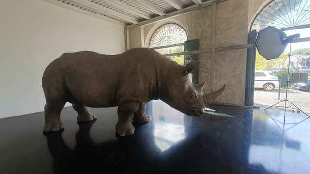 Rhinoceros Rooftop