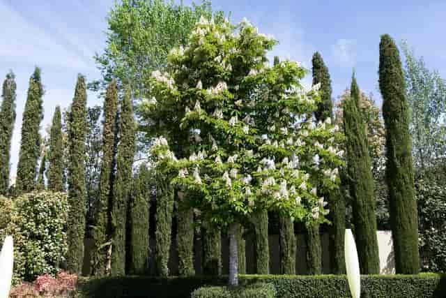 Casa del Agua garden backdrop for wedding and corporate event venue.