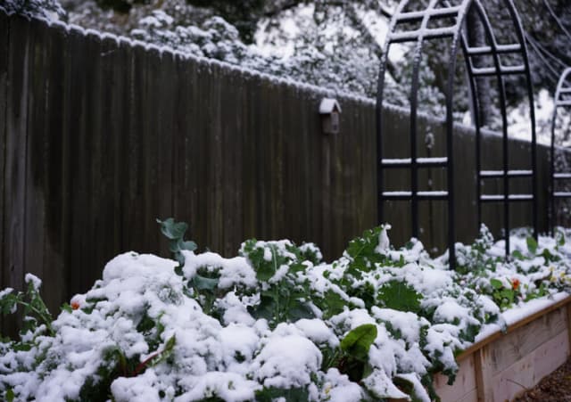 Winter Garden