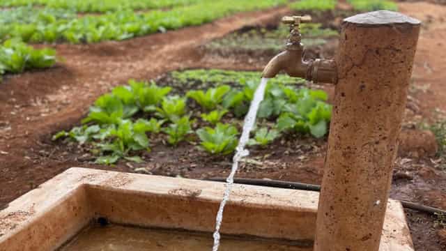 Sustainable farm-to-table vegetable garden in Masaimara for local catering events.
