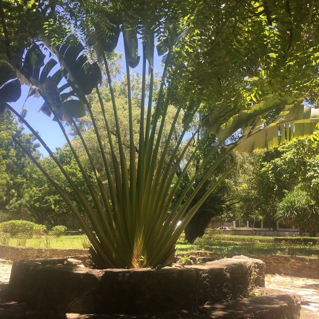 Traveler’s Palm in Tanzania botanical garden for tropical outdoor event landscaping.