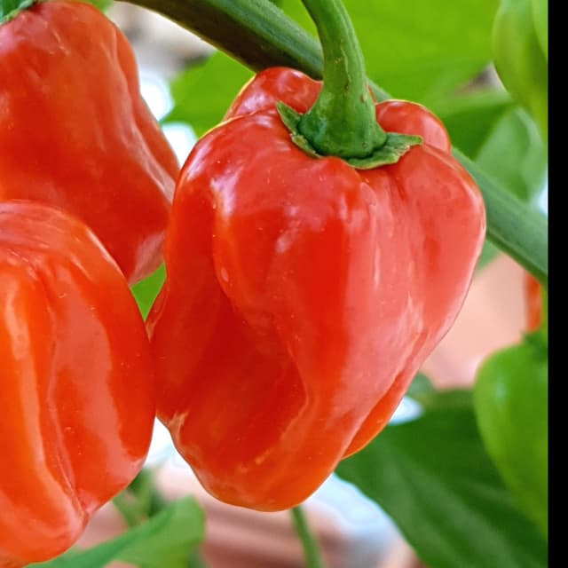 Habanero