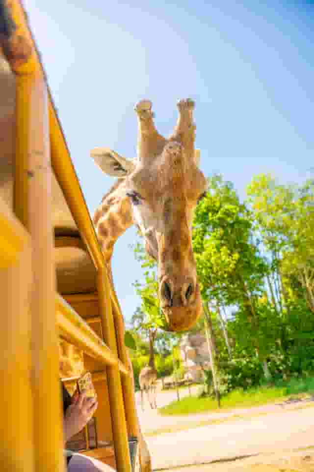 Chessington World of Adventures Resort