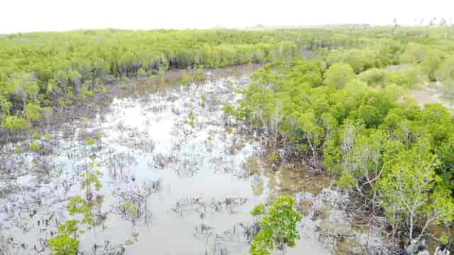 Eco-conscious team building event in Dar es Salaam mangroves with rugged boardwalk infrastructure.