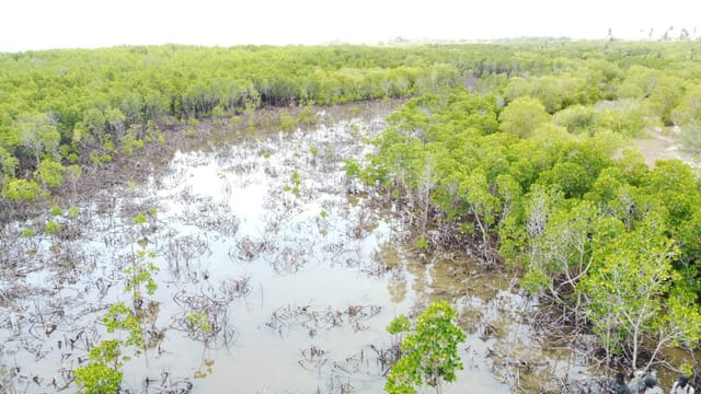 Eco-conscious team building event in Dar es Salaam mangroves with rugged boardwalk infrastructure.