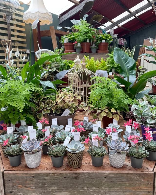 Babylon Garden Centre