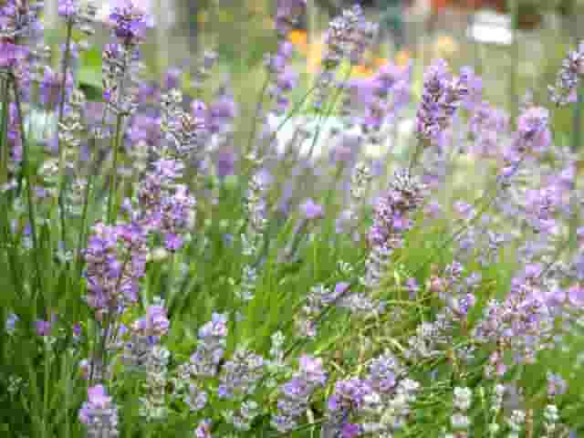 Babylon Garden Centre