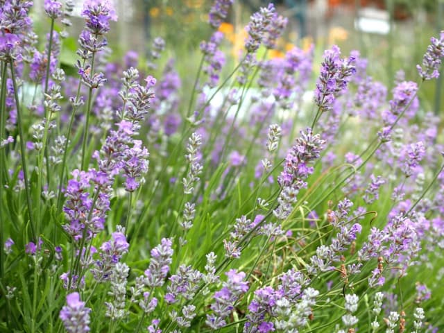 Babylon Garden Centre