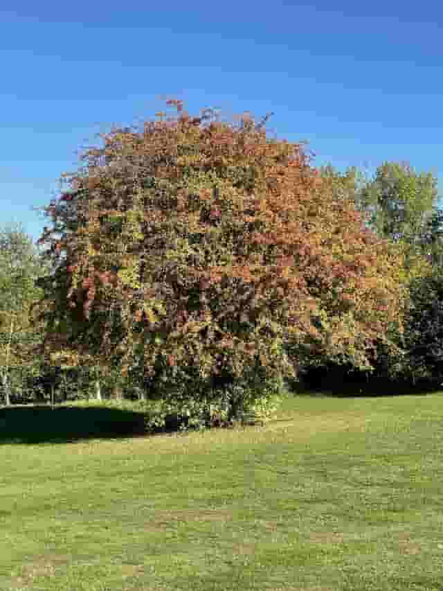 High Elms Golf Course