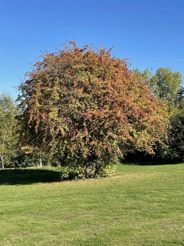High Elms Golf Course