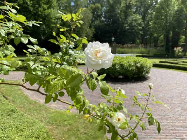 Lady Stanhope