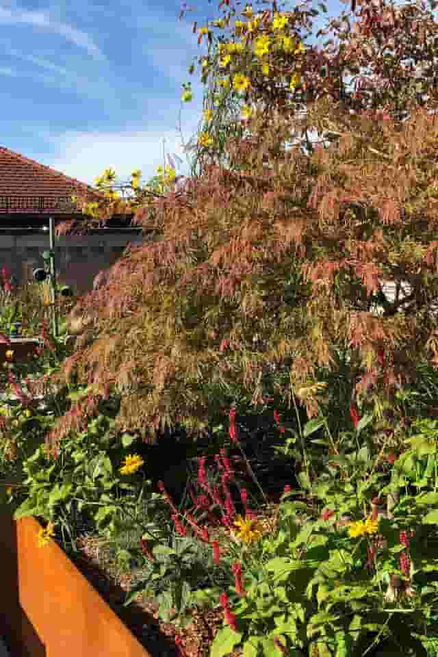 Rooftop Garden